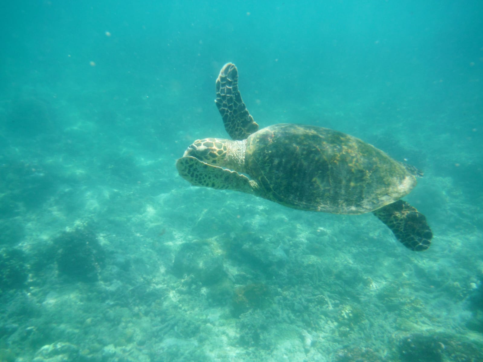 Sea turtle on the reef