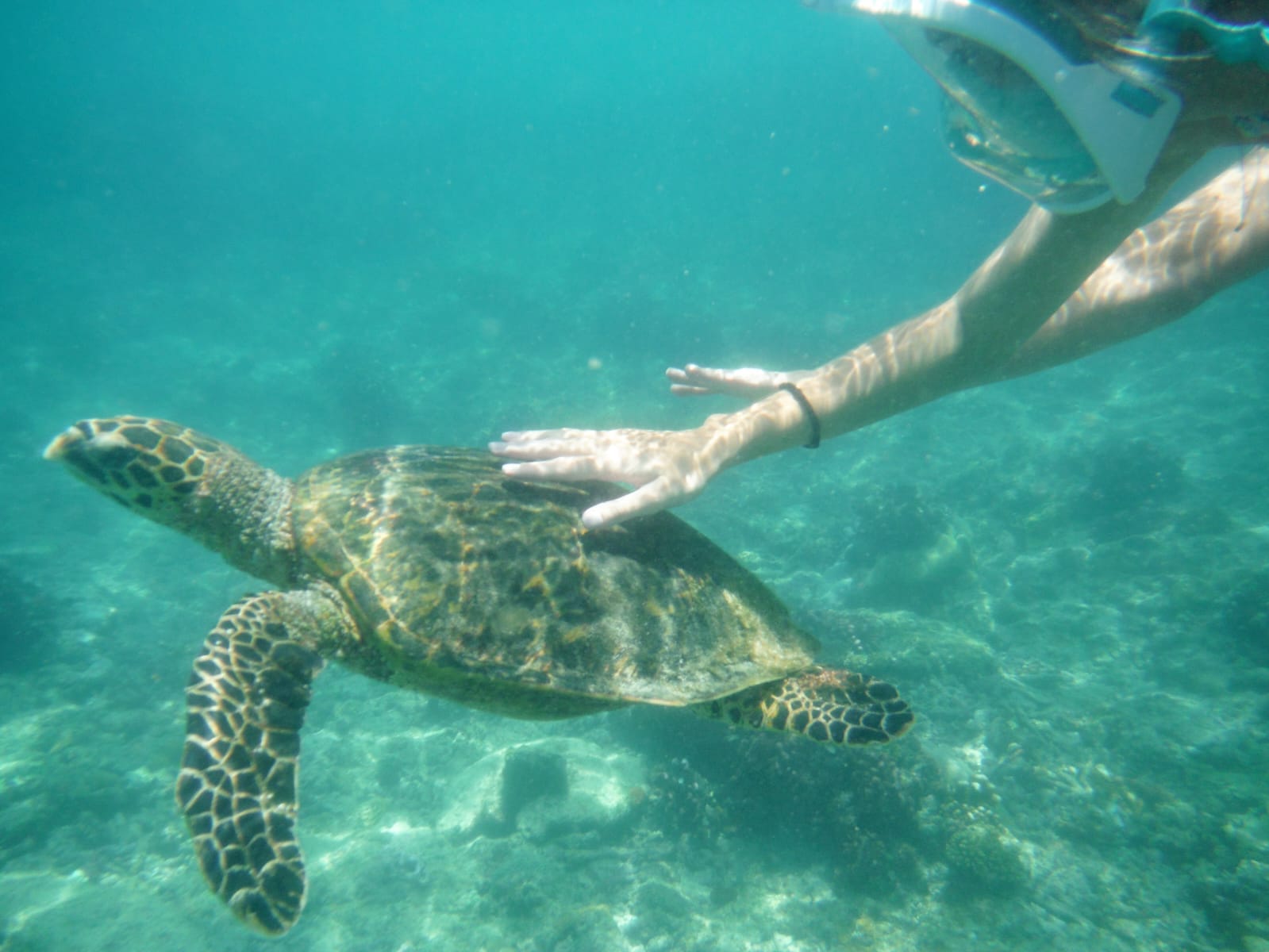 Snorkelling with turtles